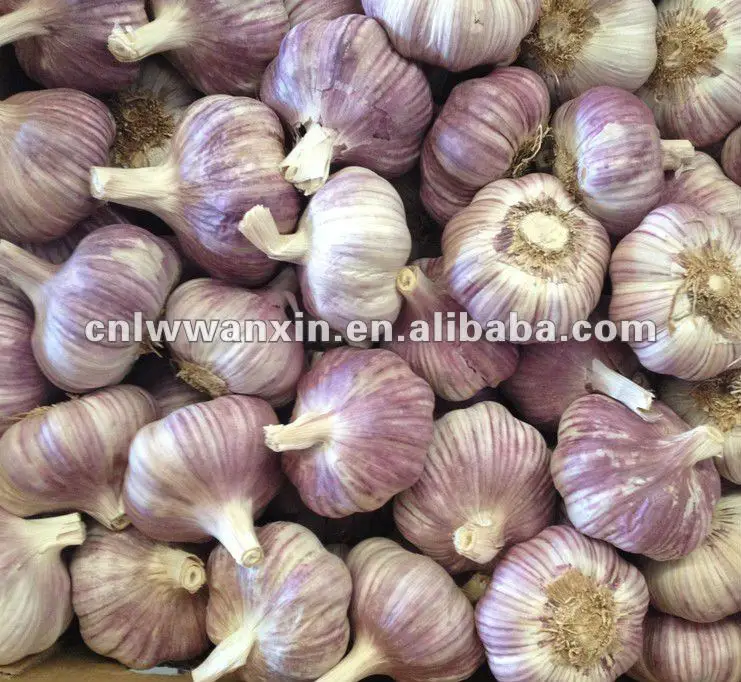 
2012 best quality fresh garlic for sales 