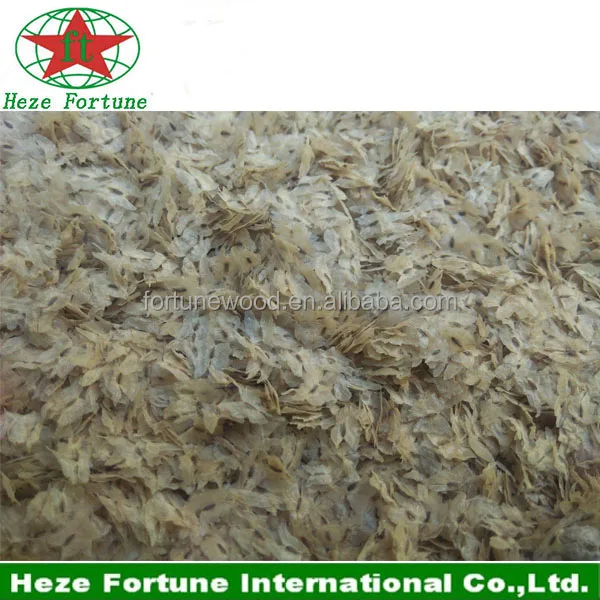 semillas de paulownia paulownia seeds for planting