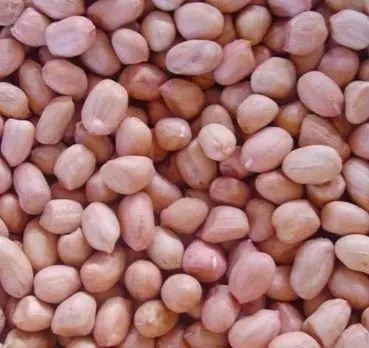 
Round peanuts kernels 35/40 40/50 50/60 60/70 80/100 