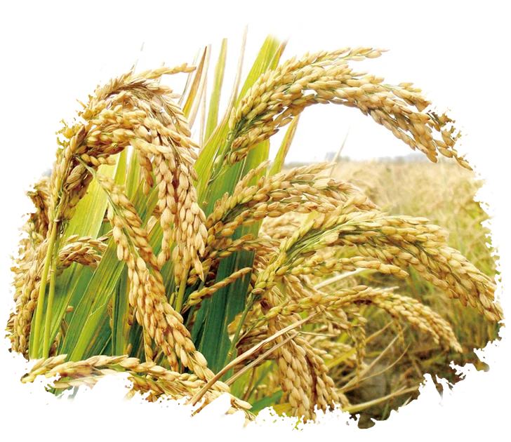 Gibberellic acid GA3 GA4+7 90%TC plant growth regulator improve plant growth increase farmer income