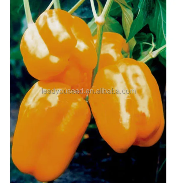 SP05 Chengxing no.2 orange hybrid bell pepper seeds, sweet pepper seeds for planting