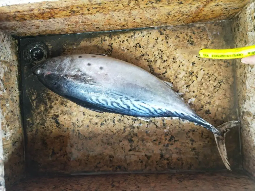 Низкая цена, морской свежий Захват, замороженный Бонито, тунец, Восточный туннец, 1 кг, вверх для рынка Вьетнама