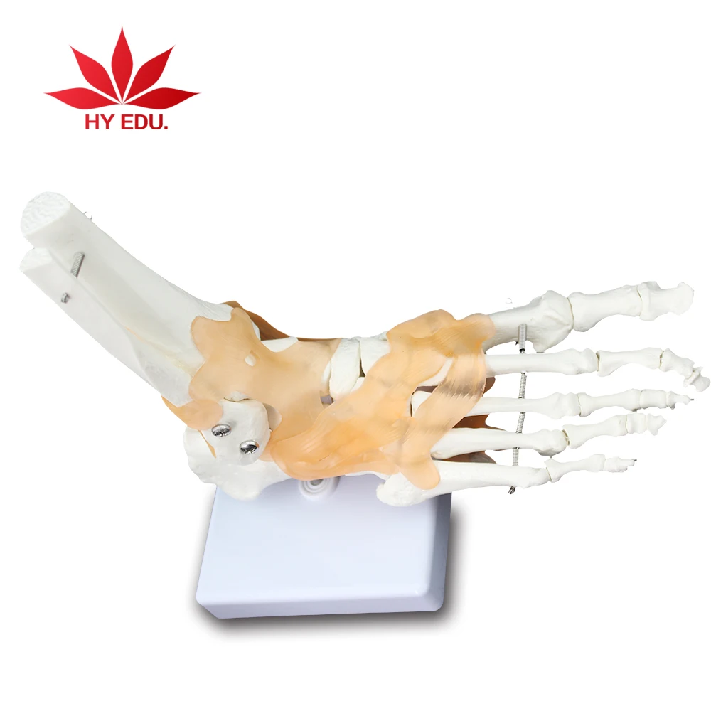 Высококачественный полноразмерный сустав ноги с анатомической моделью Связки
