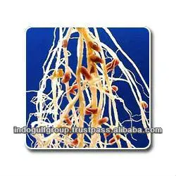 Rhizobium Nitrogen Fixing Bio Inoculant Highest Quality