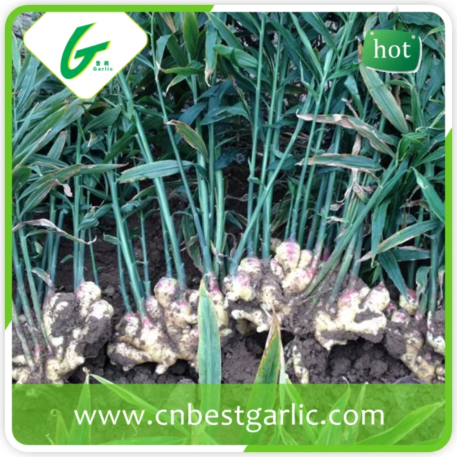 Небольшой MOQ Свежие Жир, Имбирь Хорошо Для Продажи