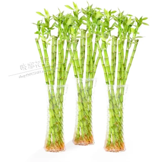10cm straight lucky bamboo wholesale