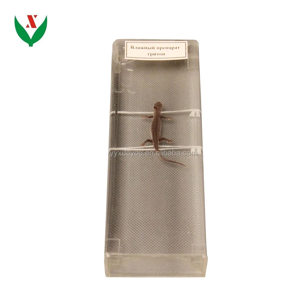 Reptiles anatomical and soaked specimen School lab Class specimen Teaching Aids Learning