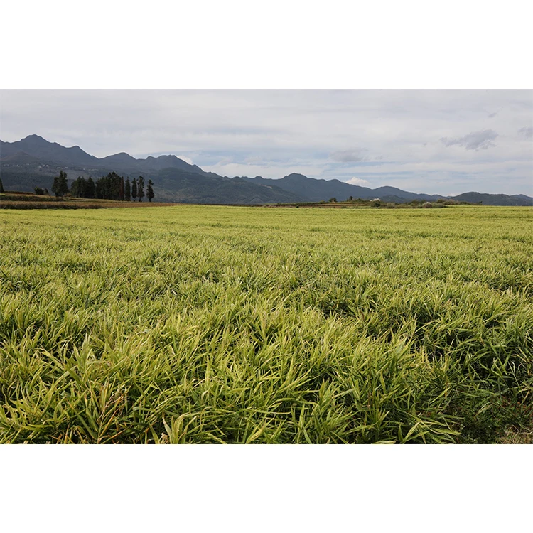 lemon ginger honey crystals high quality instant ginger tea powder for fighting chills