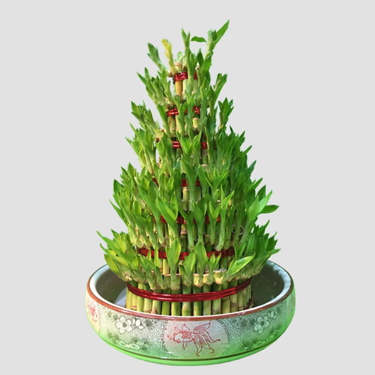 
lucky bamboo tower aquatic plants dracaena sanderiana/bonsai planter natural indoor dracaena sanderiana 