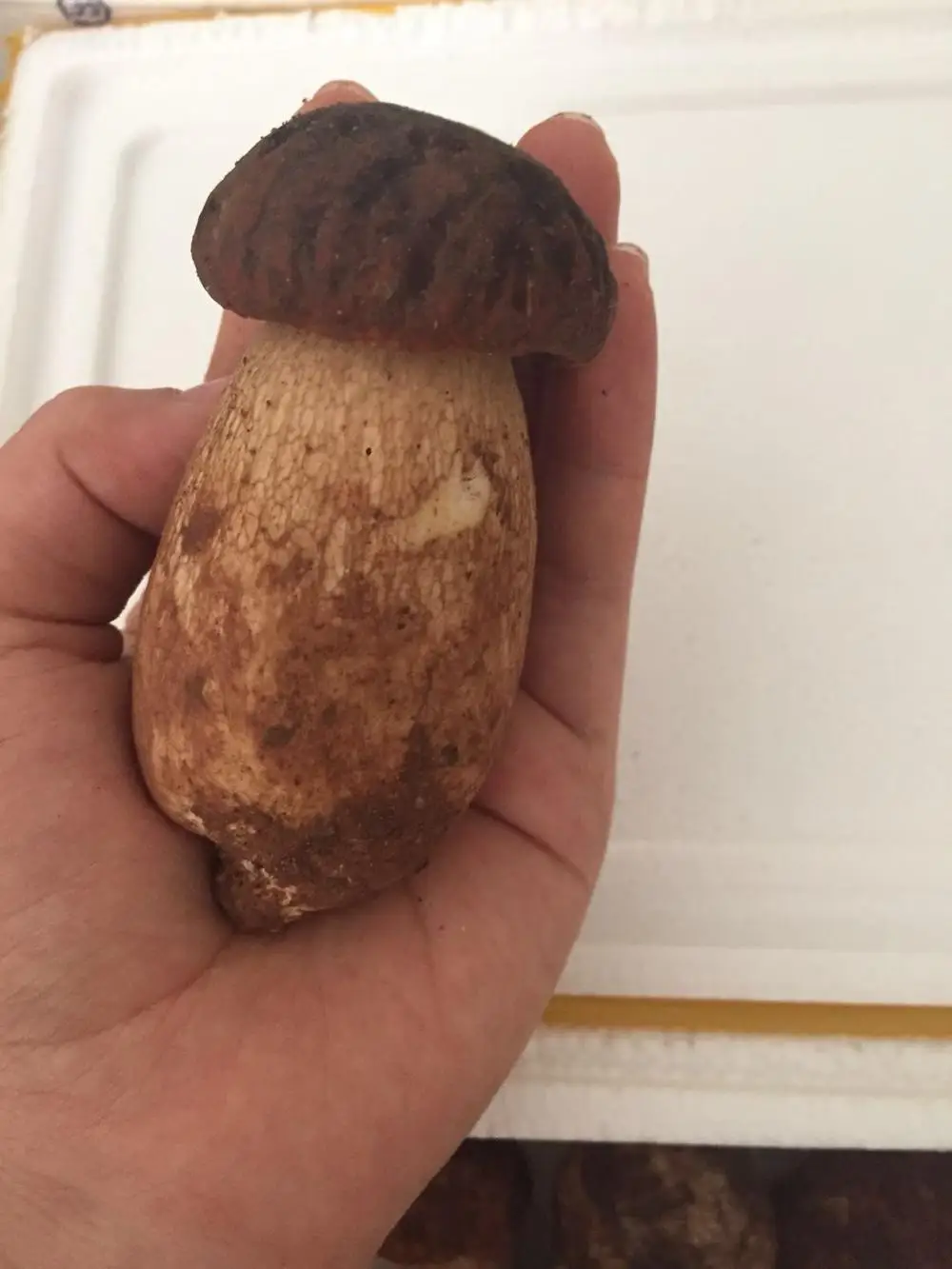 
Detan Forest Boletus Edulis Mushroom 