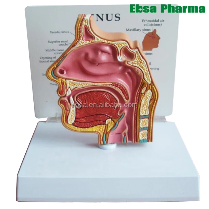 Advanced Medical Supplies Human Teaching Nasal Cavity Anatomy Model For School