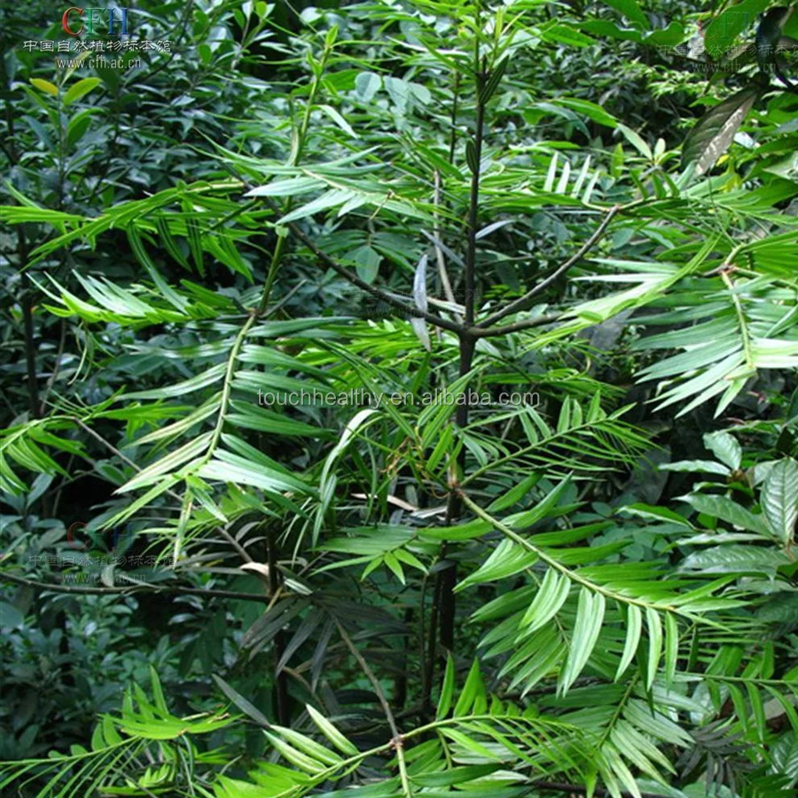 
Поставка Touchhealthy 2021, семена аментотаксуса обыкновенного для выращивания 