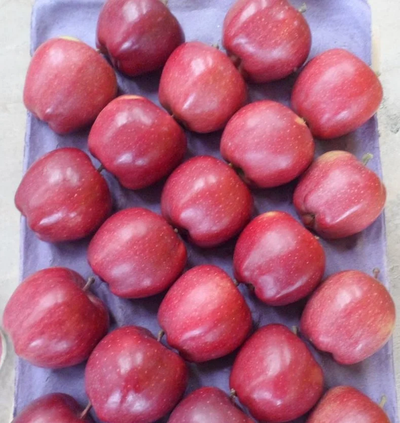 2021 Penglai бумажные яблоки Fuji