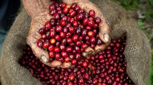 
Yunnan green coffee bean 