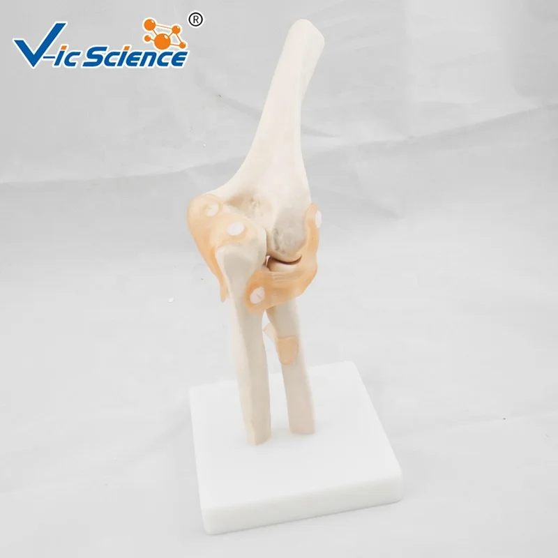 High quality Medical Human Spine Model
