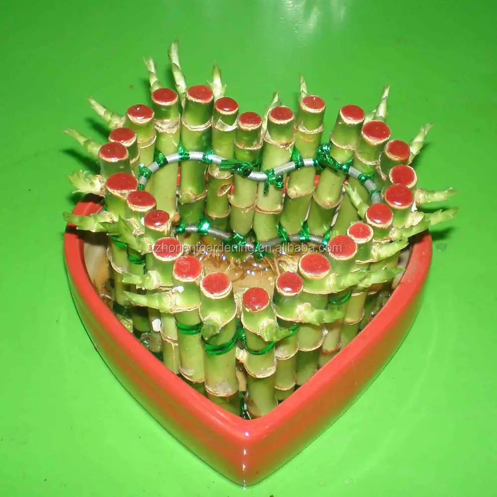 
heart shape love bonsai indoor tower lucky bamboo 