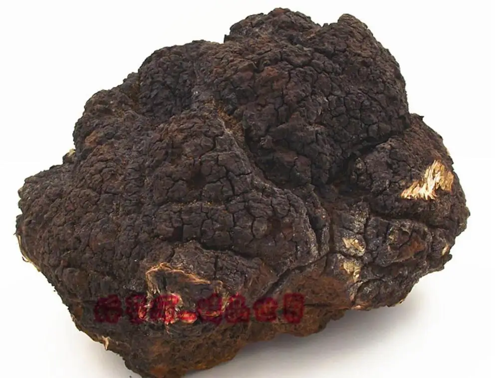 
Wholesale Wild whole russia origin Siberia chaga mushroom for sale 