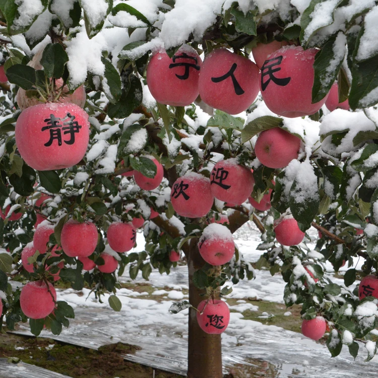 
Chinese Pure Fruits Red Delicious Apples 