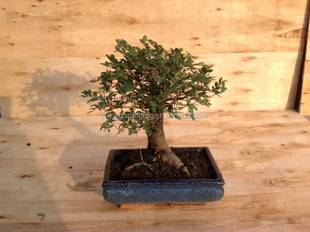Ulmus ( Chinese Elm) bonsai tree ball shape