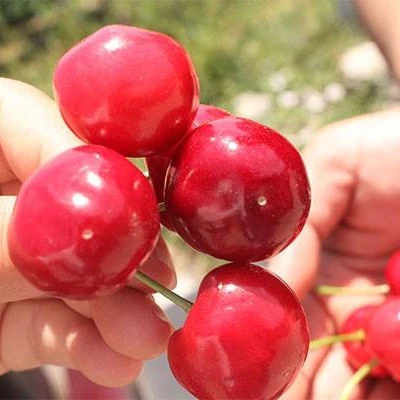 Саженцы красной вишни, фруктовое дерево, оптовая продажа