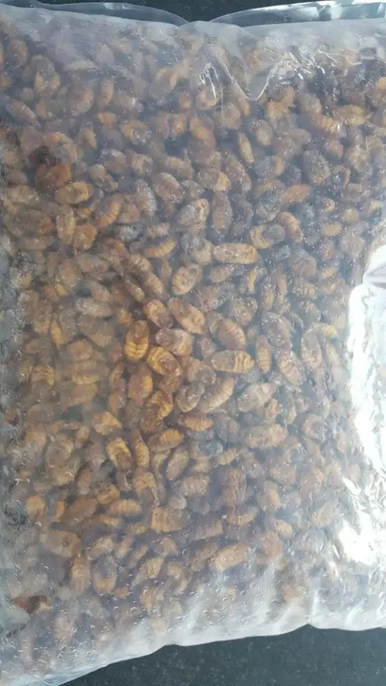 Hot sale delicious dry IQF frozen silkworm