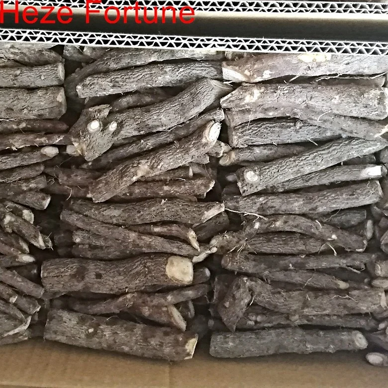 Устойчивые к холоду корни Paulownai Z07