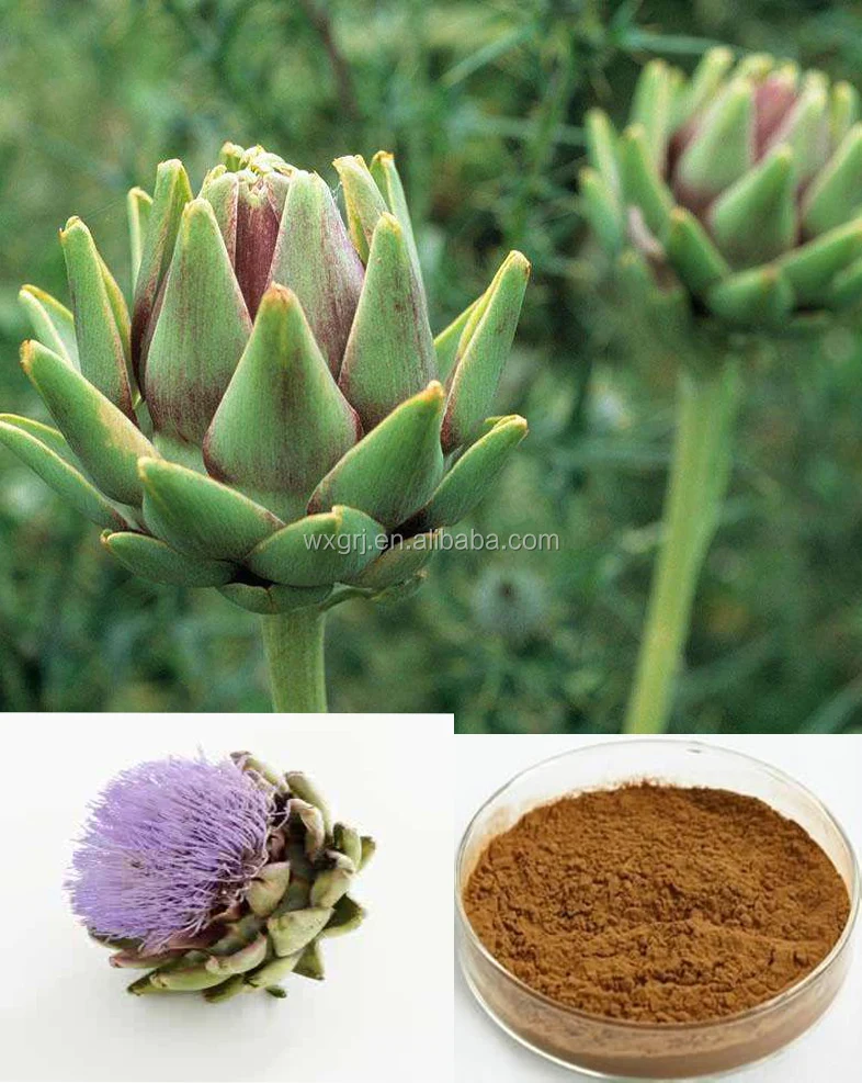 Artichoke Extract Cynarin 2.5%-5% Powder Finished Products OEM Service