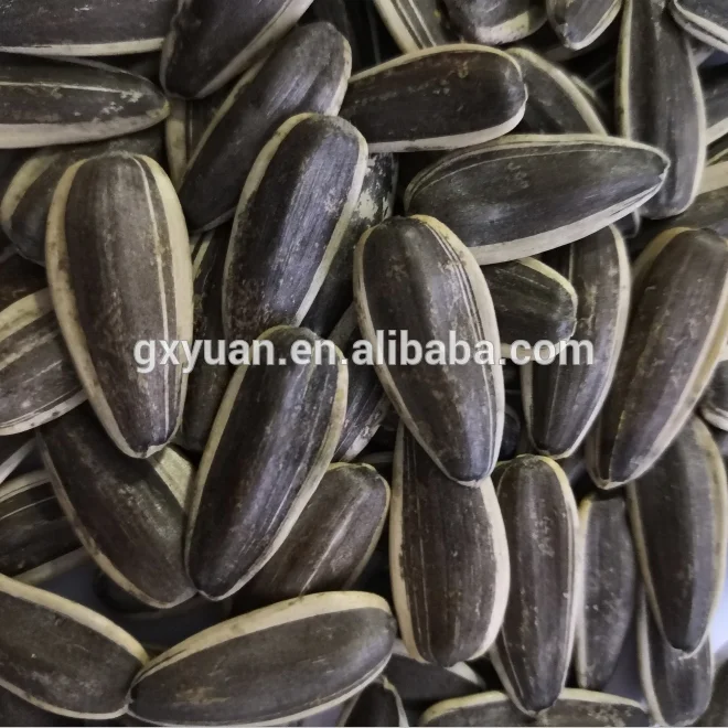 Chinese factory supply new crop high quality sunflower seeds 361 with low price