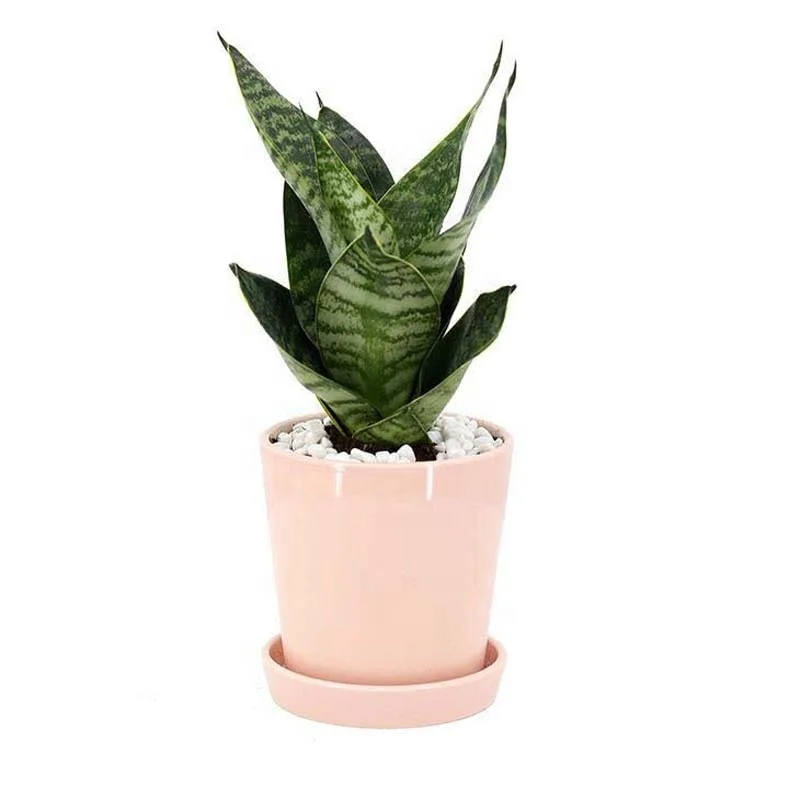 Xiamen Better-way 4.25inch  mini white glazed ceramic flower planter pots with attached saucer