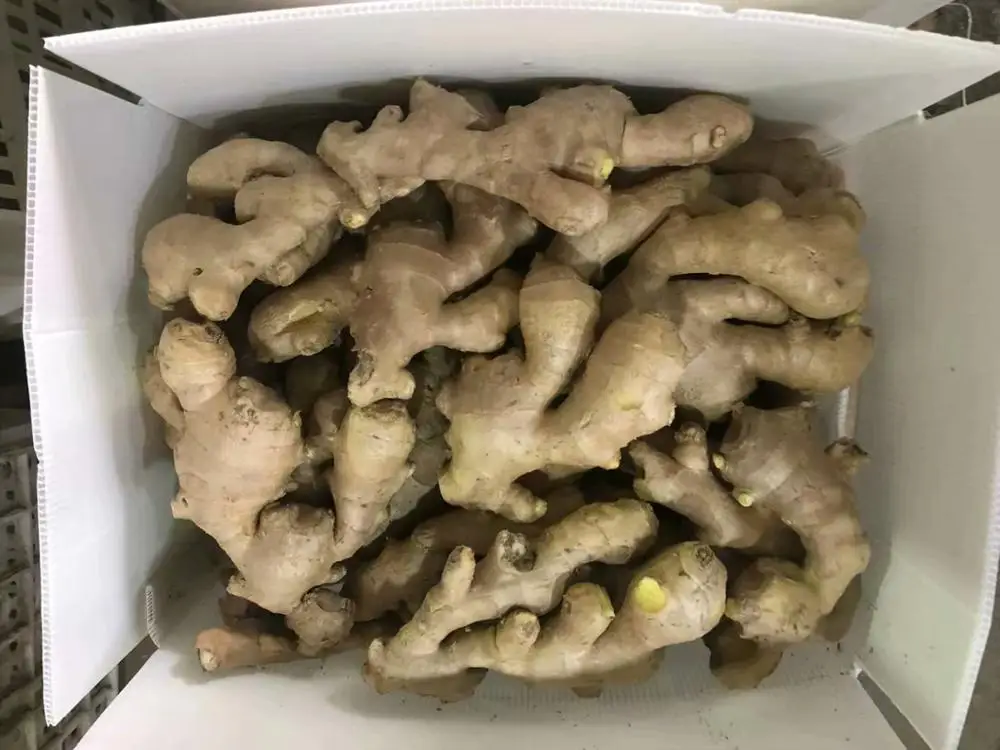  Натуральный органический имбирь по рыночной цене Экспорт из