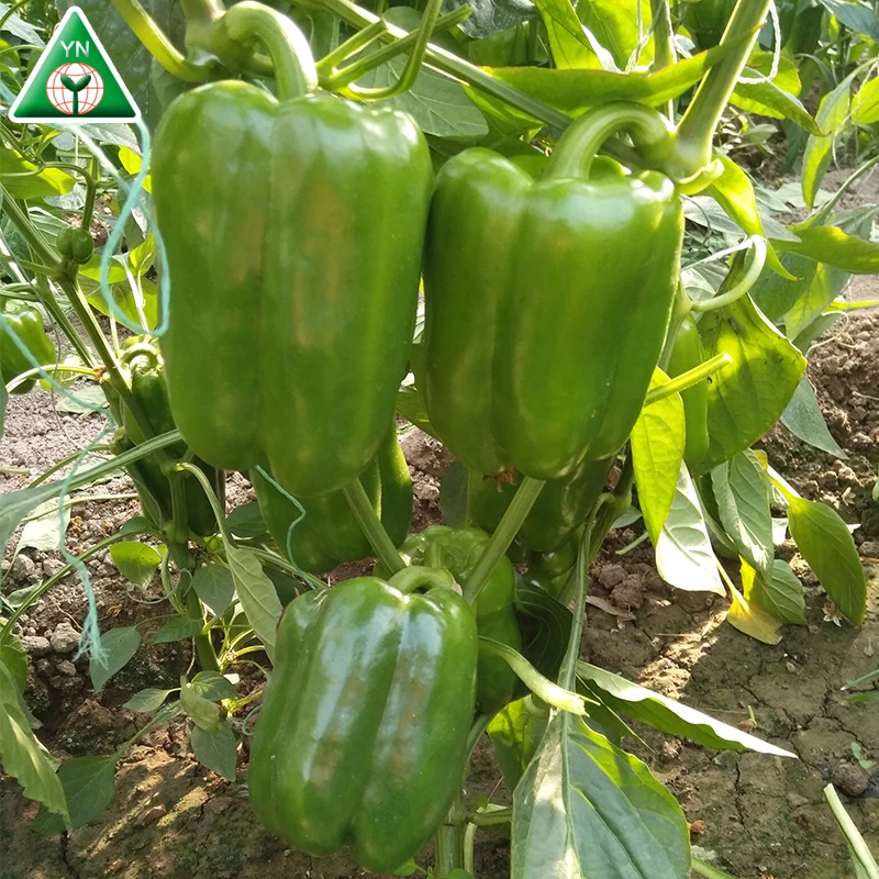 
Long sweet pepper seeds Blanche F1 for sale 