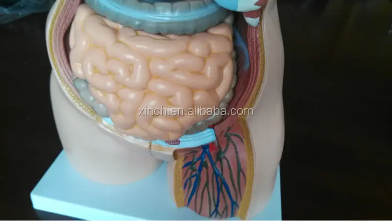 85CM Unisex Human Anatomical Torso Model With 23 Parts (XC-204)