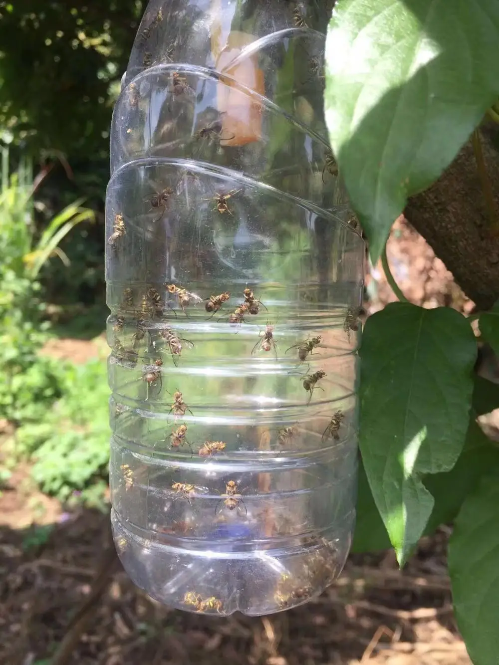 Tephritidae & trypetid / fruit flies pheromone trap