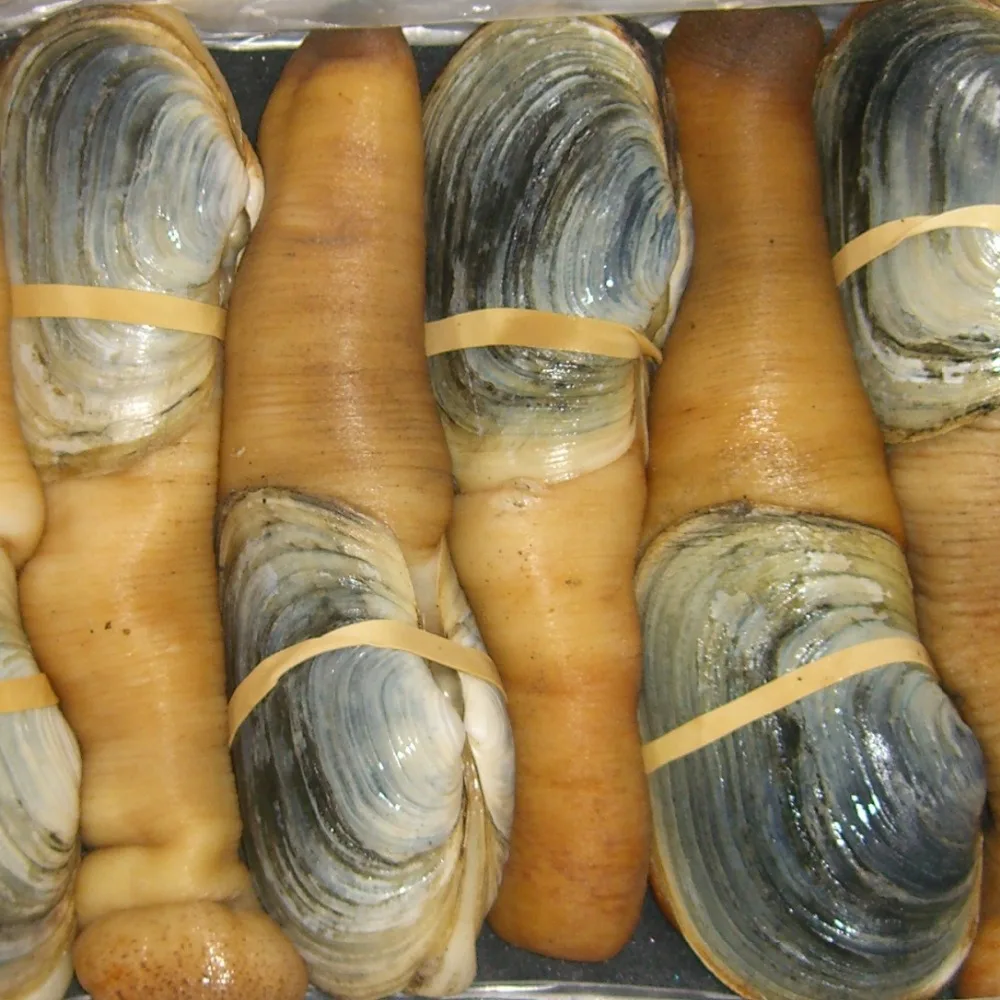 
Live geoduck 