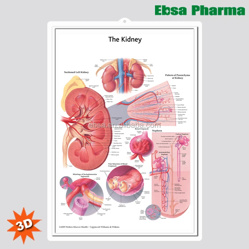 3D Medical Human Anatomy Wall Charts / Poster - The Kidney