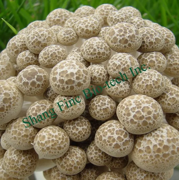 
Finc fresh Soilless Culture button mushroom spawn 