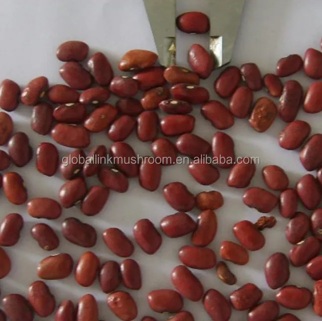 New Crop Red Kidney Beans British red kidney baens