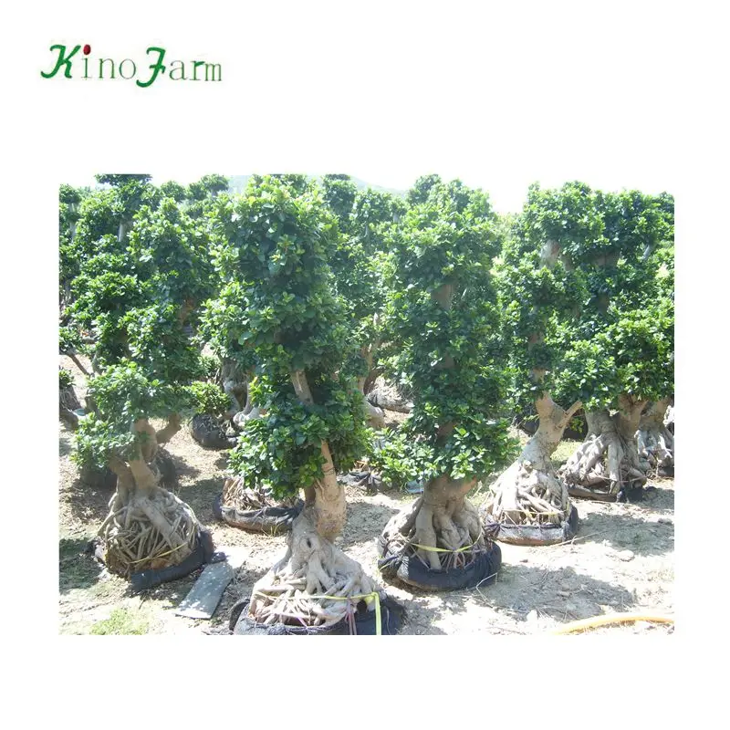 
zhangzhou kinofarm bonsai ficus bnjamina 