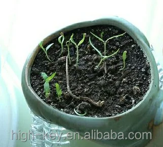 
S202 Factory Supply High Low Price Certified Goji Seeds 