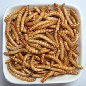 
High nutrient Bird food & fish food dried mealworms 