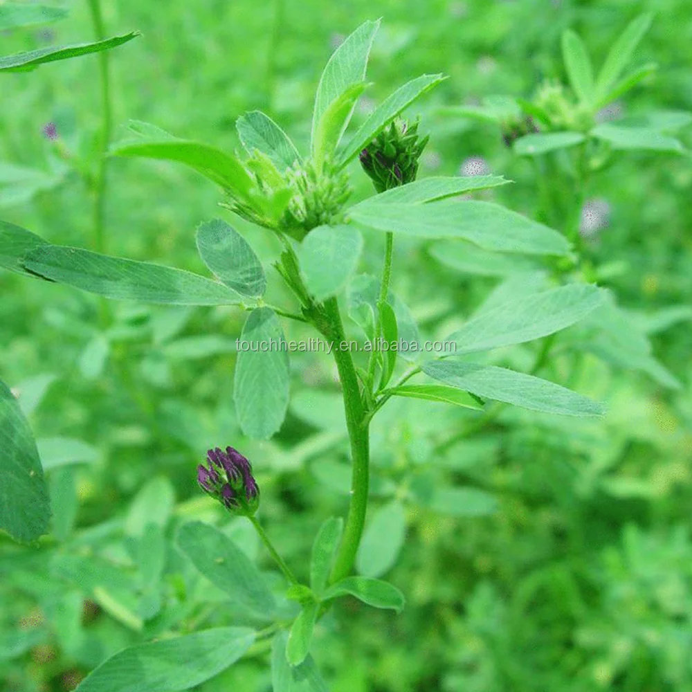 2021 Red Clover seeds/ T.prate nse Linn seeds/forage grass seeds
