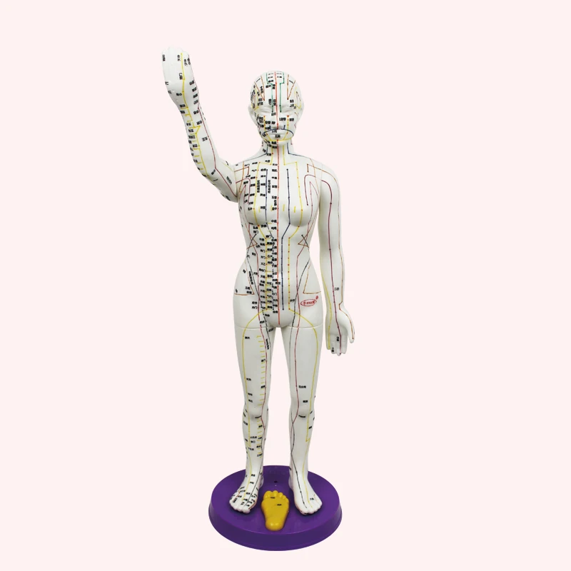 
Ultra clear meridian male and female human body model 