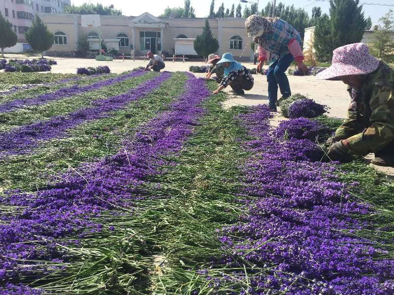 2019 best selling wholesale organic dried lavender flower for lavender neck pillow