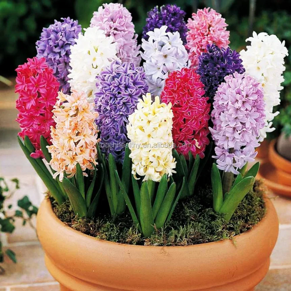 2021 40 видов гиацинтуса Восточного для бонсая
