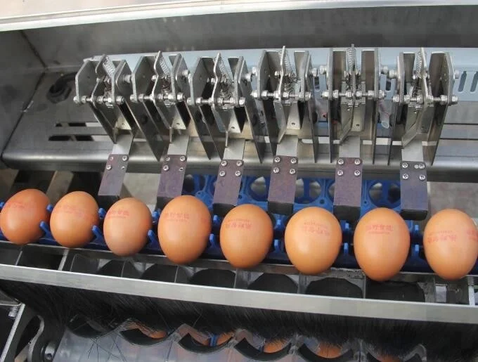 Chicken farm egg sorting packing equipment