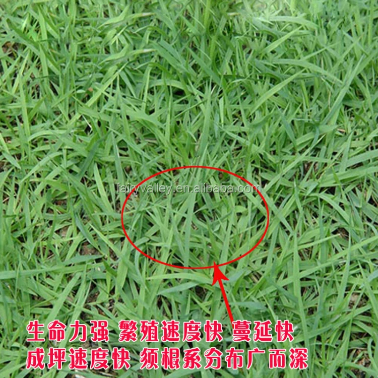 Бермудская трава для спорта, площадка для гольфа, городская зелень