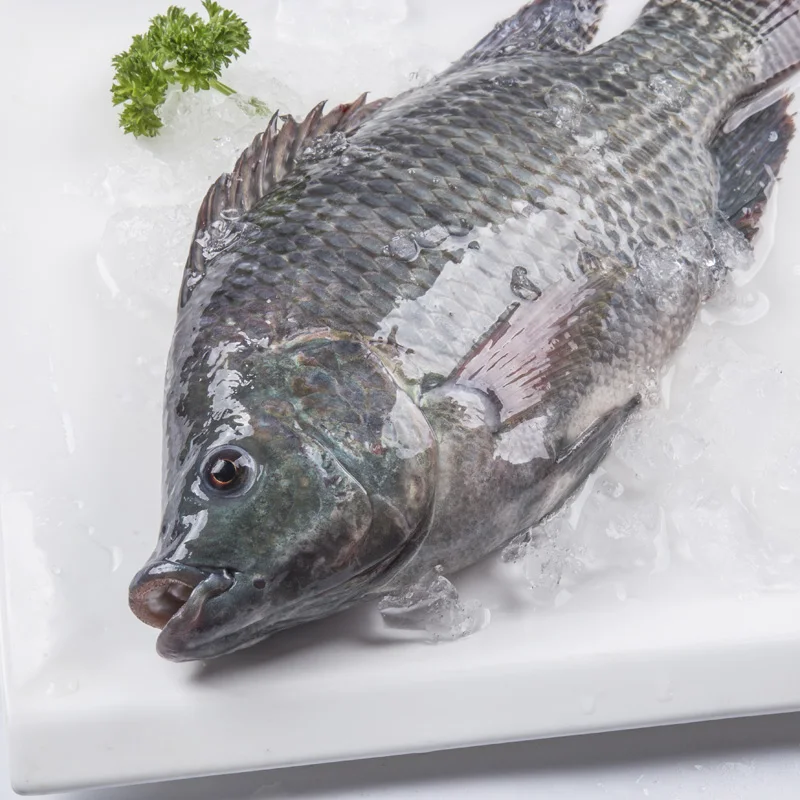 New season tilapia fish frozen fish for sale