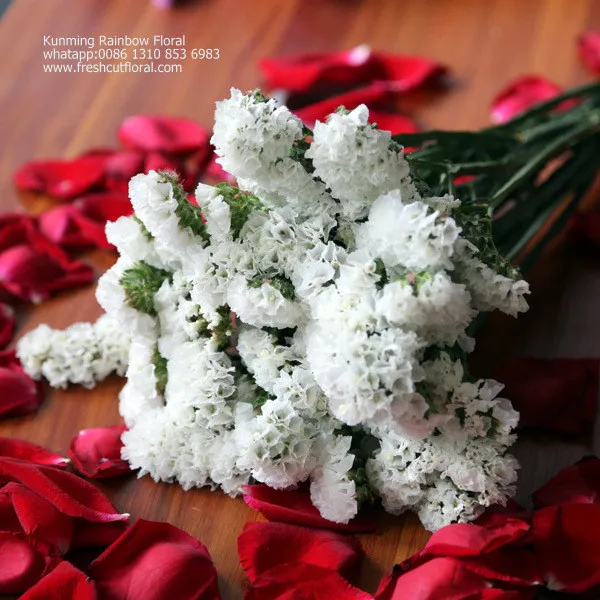 Романтическая вечная песня росемонда из цветочных полей для церкви