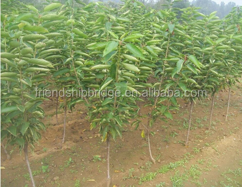 Chinese hot selling Cherry fruit seedling