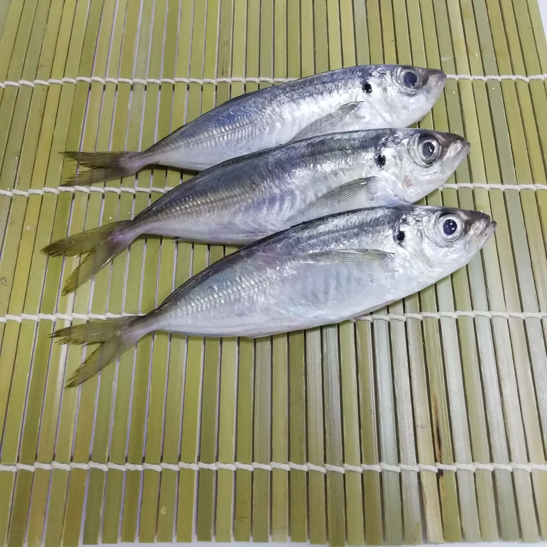 
Frozen Horse Mackerel Fish whole Round Big Eye Scad Jack Mackerel 